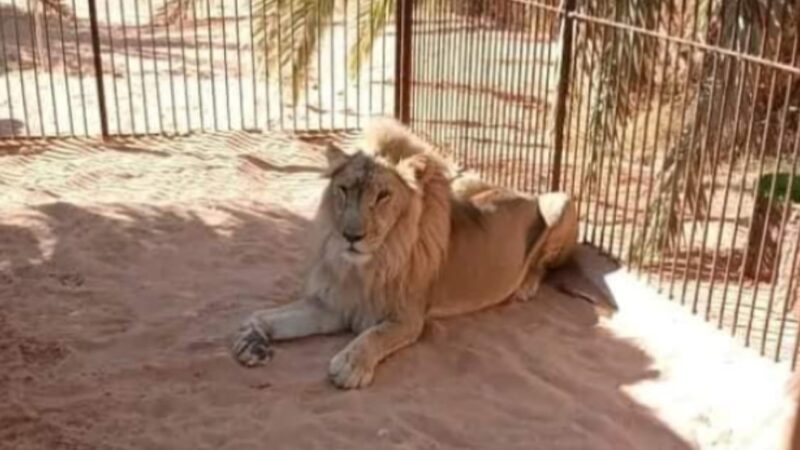 الدرك الوطني يحجز أسدا إفريقيا بغرداية