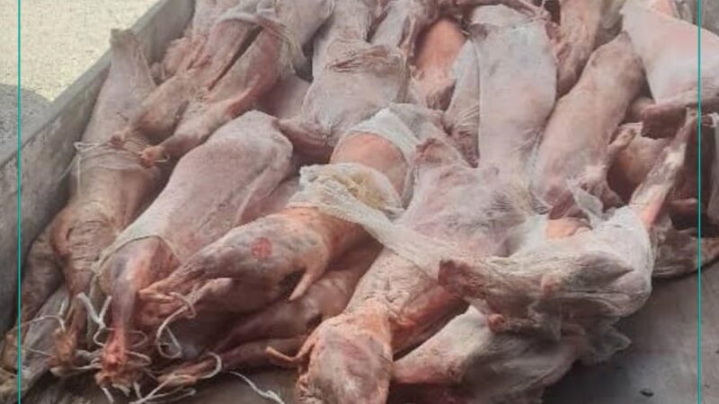 بريكة: الدرك الوطني يحجز ويتلف 56 ذبيحة غير صالحة للاستهلاك البشري