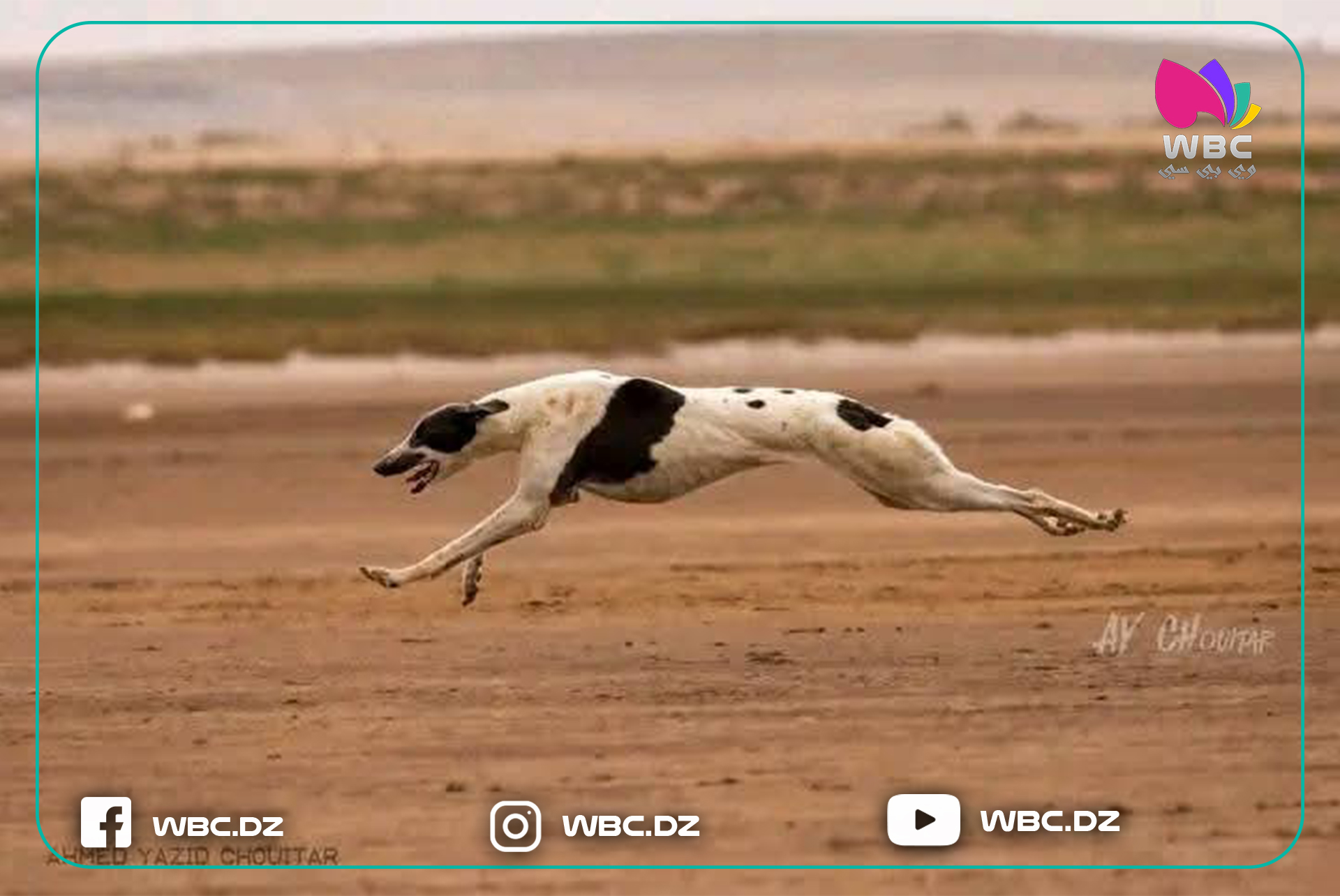 الجلفة تحتفي بتراث الصيد بالسلوقي.. تراث أولاد نايل